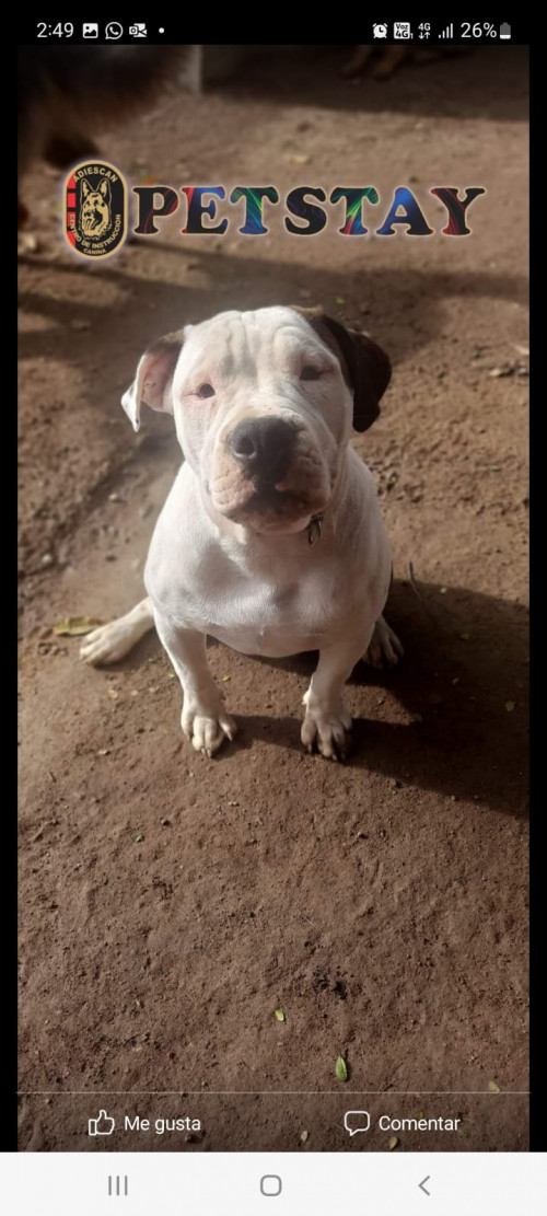 Bruno