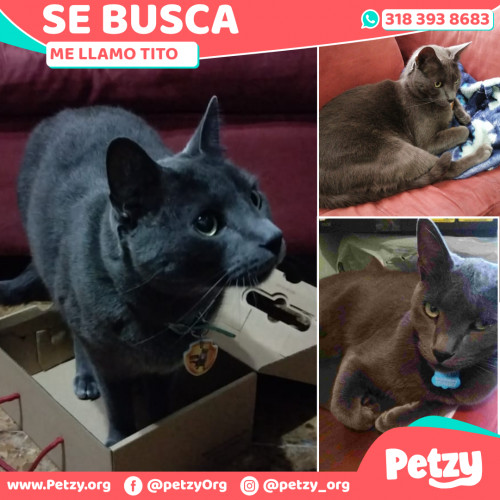 Foto de mascota Tito