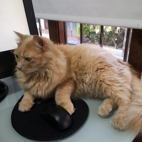 Simón 