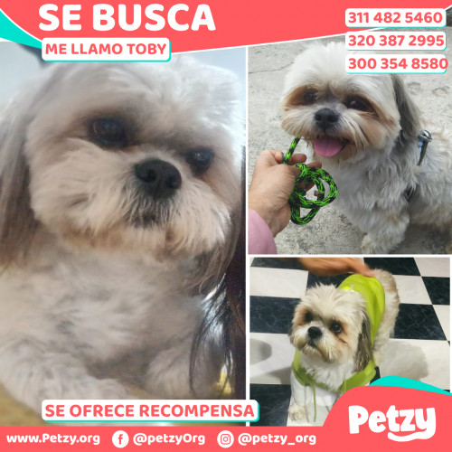 Foto de mascota Toby