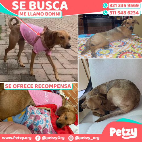 Foto de mascota Bonni