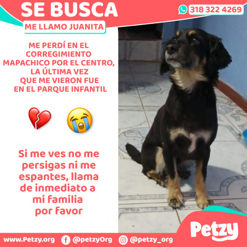 Foto de mascota Juanita