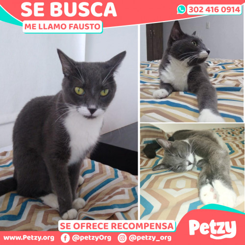 Foto de mascota Fausto