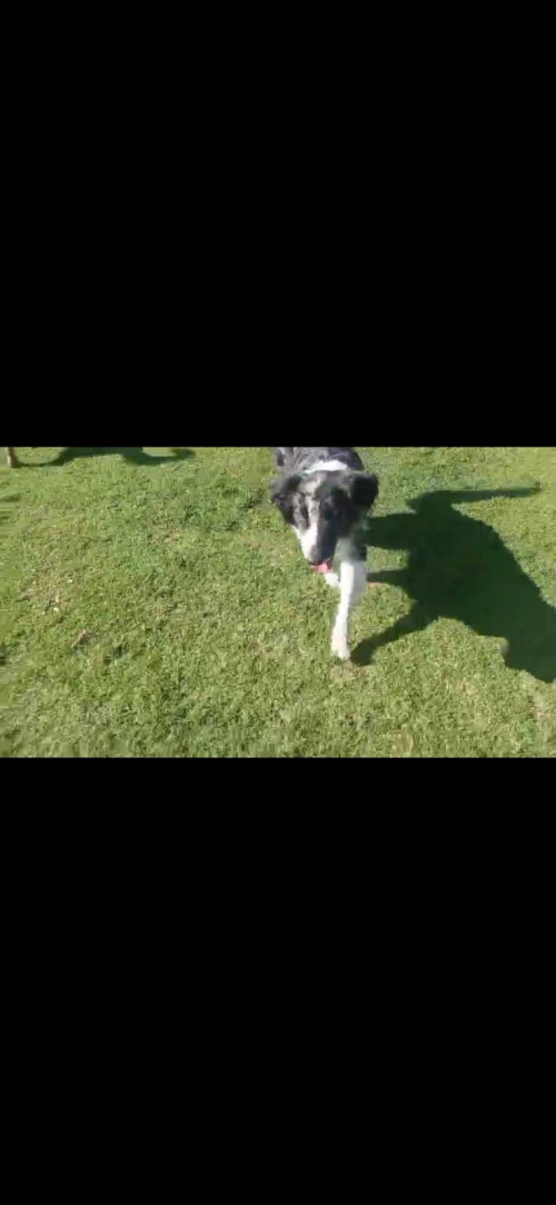 Bolero