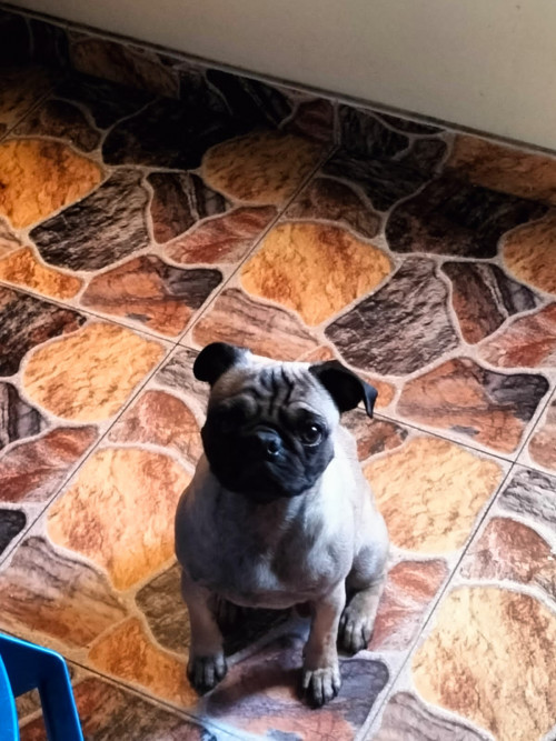 Kiko