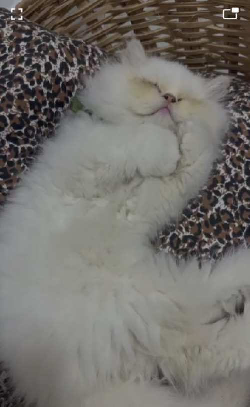Miushetom