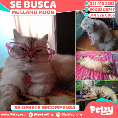 Foto de mascota Moon