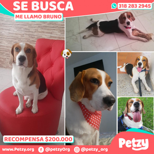 Foto de mascota Bruno