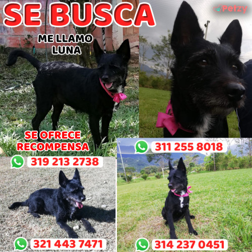 Foto de mascota Luna