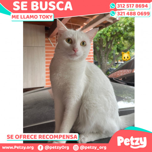 Foto de mascota Toky