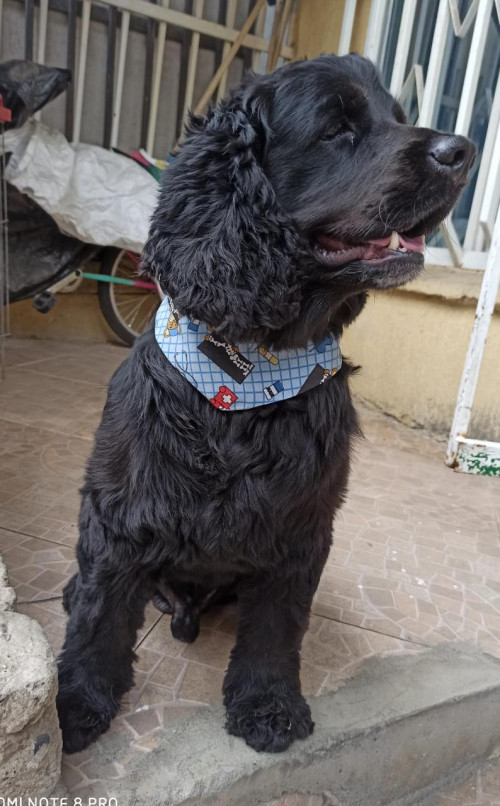 Tobias