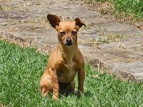 Panela