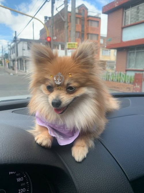Almendra 