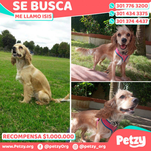 Foto de mascota Isis