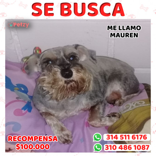 Foto de mascota Mauren