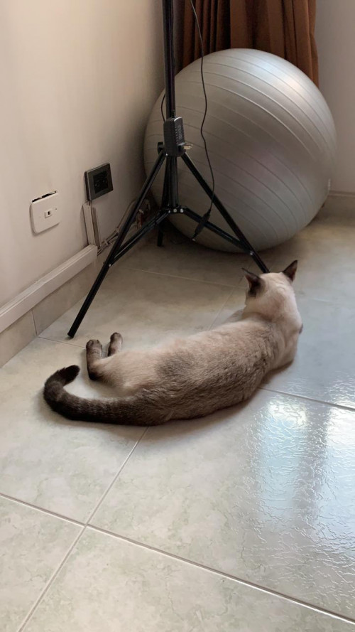 Coco