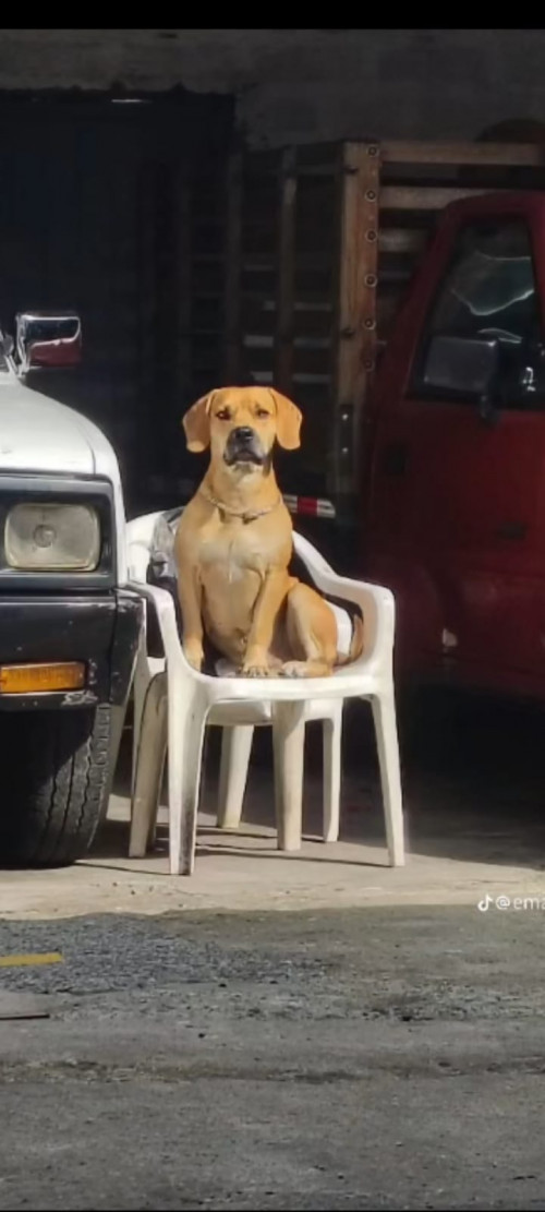 Apolo