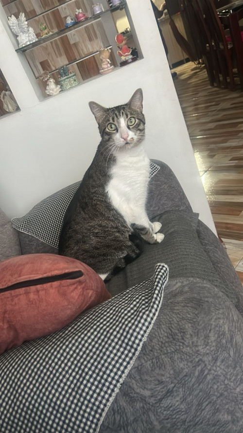 Cosmo