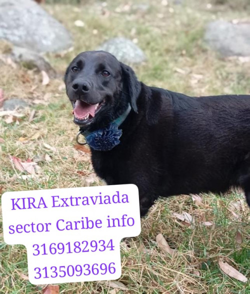 Kira