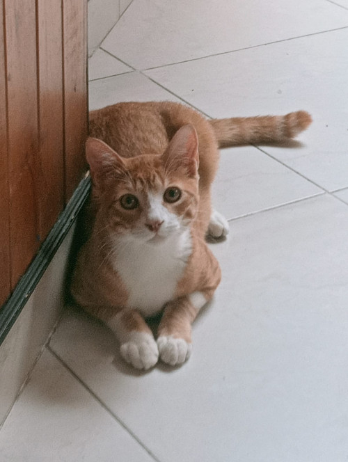 Boris