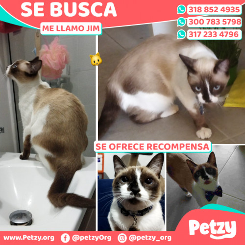 Foto de mascota Jim