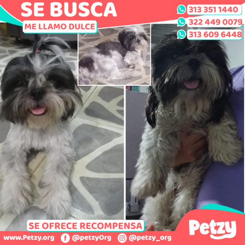 Foto de mascota Dulce