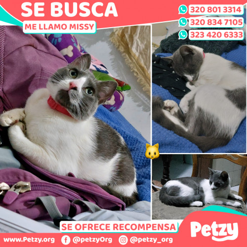 Foto de mascota Missy