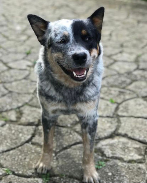 Pipa