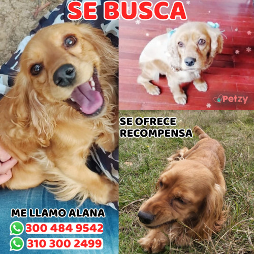 Foto de mascota Alana