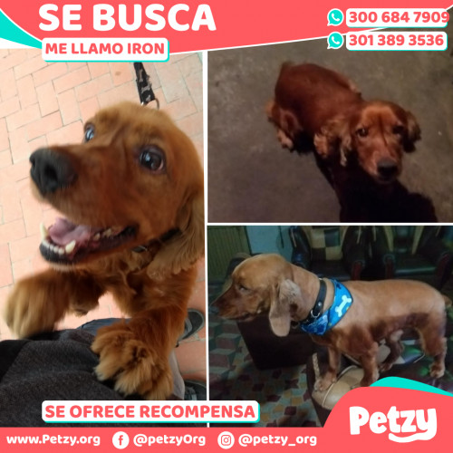 Foto de mascota Iron