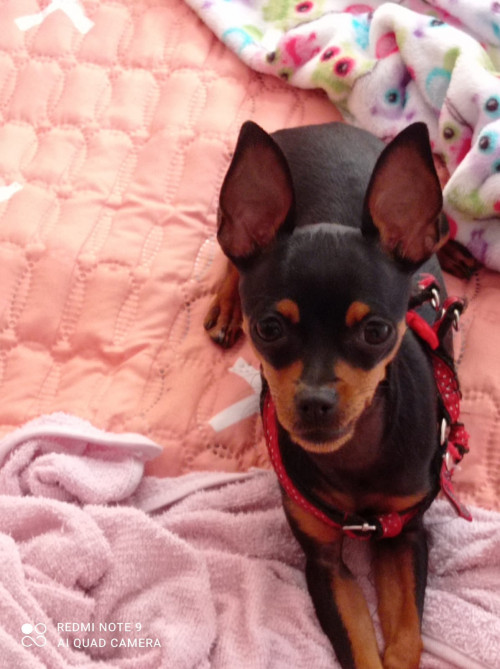 Lulu