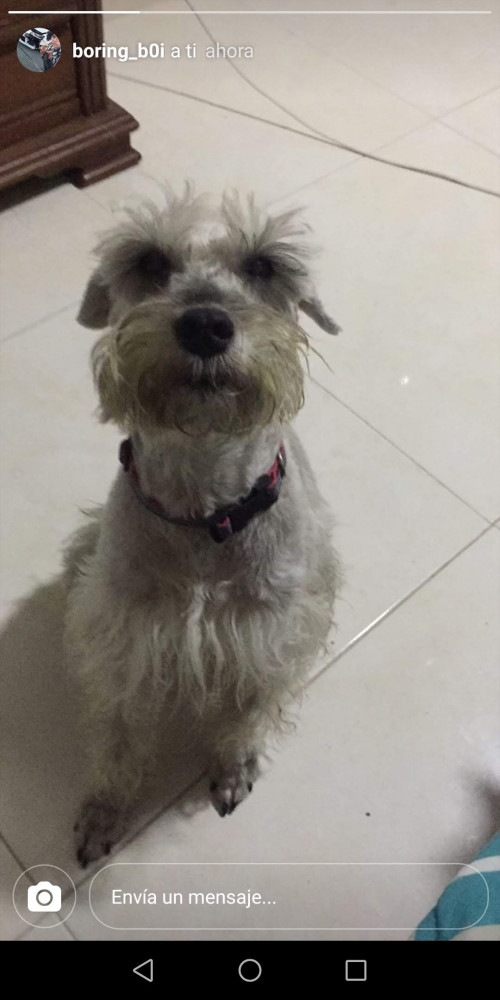 Toby