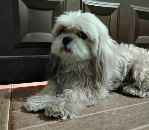 Toby