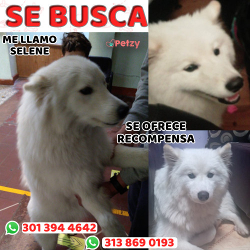 Foto de mascota Selene