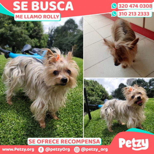 Foto de mascota Rolly