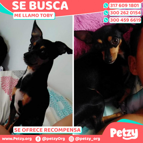 Foto de mascota Toby 