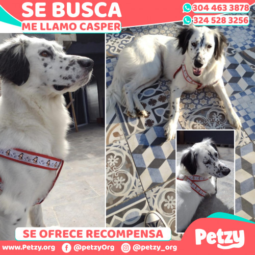 Foto de mascota Casper