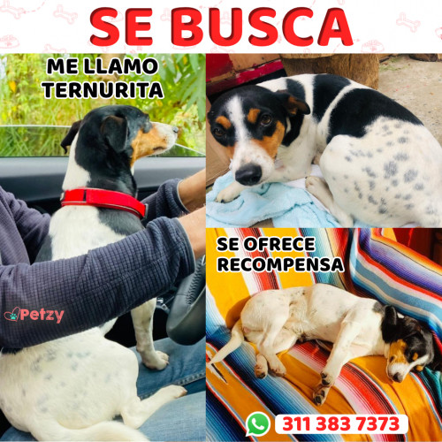 Foto de mascota Ternurita