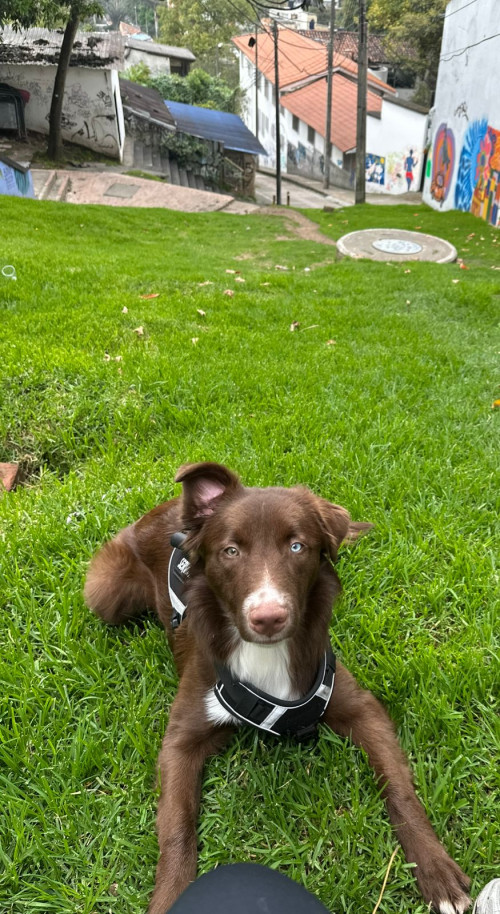 Milo