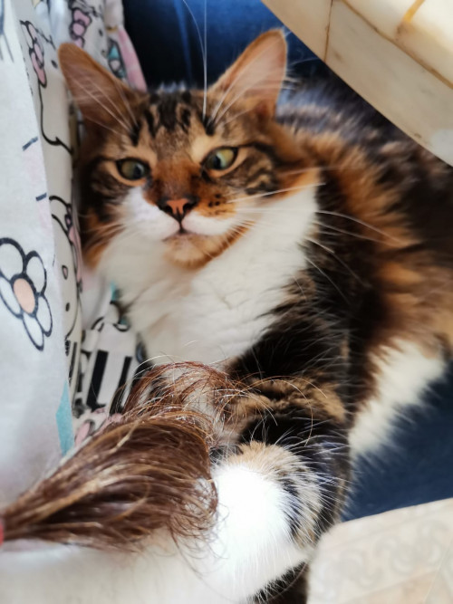 Nala