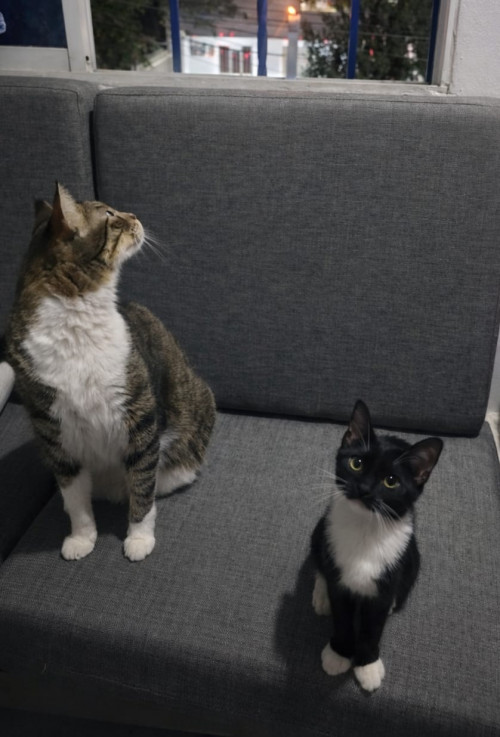 Mau