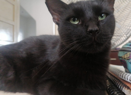 Nilo