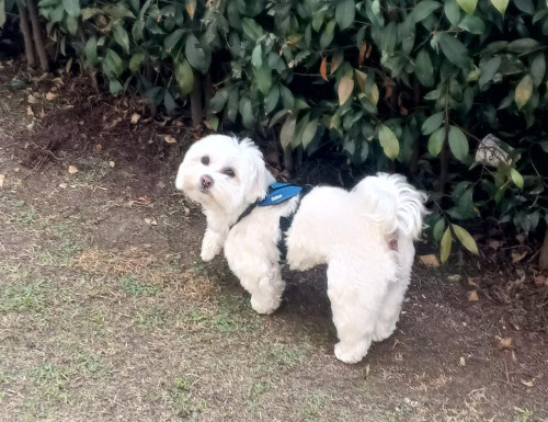 Max