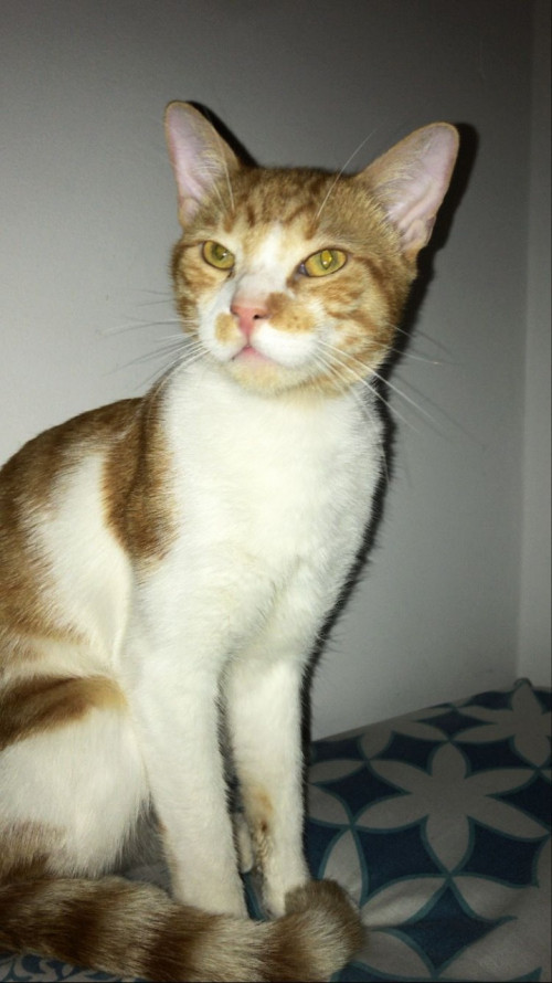 Panchito