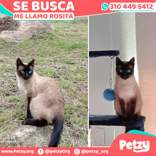 Foto de mascota Rosita