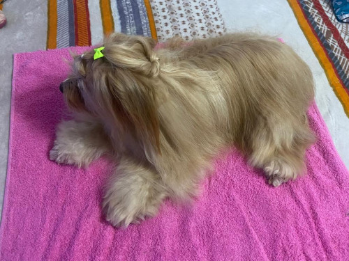 Lulu