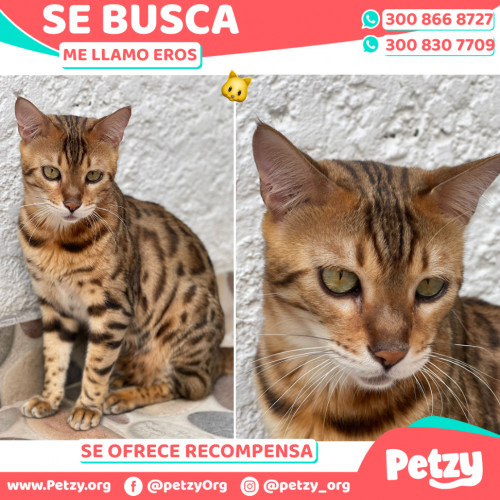 Foto de mascota Eros