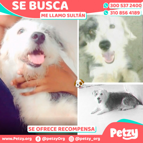 Foto de mascota Sultán