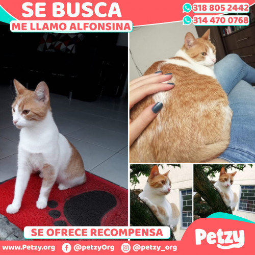 Foto de mascota Alfonsina