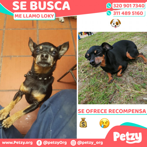 Foto de mascota Loky